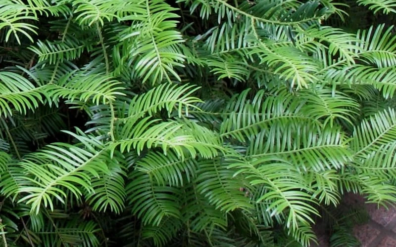 Creeping Japanese Plum Yew (Cephalotaxus Harringtonia 'Prostrata') - 6 Pack Of 1 Gallon Pots 6 Creeping Japanese Plum Yew (Cephalotaxus Harringtonia 'Prostrata') - 6 Pack Of 1 Gallon Pots - Image 6