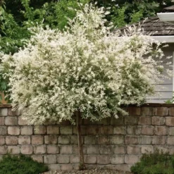 Variegated Dappled Willow Tree - Salix Integra 'Hakuro Nishiki' - 1 Gallon Pot - Tree Form -Garden Supplies Sales 2024 Dappled Willow Tree 1 1