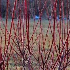 Variegated Dappled Willow Tree - Salix Integra 'Hakuro Nishiki' - 3 Gallon Pot - Tree Form -Garden Supplies Sales 2024 Dappled Willow Tree Stems 1