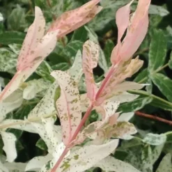 Variegated Dappled Willow Tree - Salix Integra 'Hakuro Nishiki' - 3 Gallon Pot - Tree Form -Garden Supplies Sales 2024 Dappled Willow Variegated Shrub 6