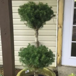 Poodle Tier Dwarf Alberta Spruce Topiary - 2 Gallon Pot -Garden Supplies Sales 2024 Dwarf Alberta Spruce Poodle Tier 2
