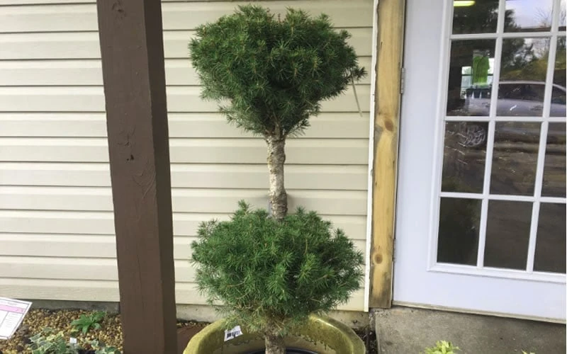 Poodle Tier Dwarf Alberta Spruce Topiary (2-Ball) - 2 Gallon Pot 4 Poodle Tier Dwarf Alberta Spruce Topiary (2-Ball) - 2 Gallon Pot - Image 4