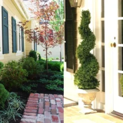 Spiral Dwarf Alberta Spruce Topiary - 3 Gallon Pot -Garden Supplies Sales 2024 Dwarf Alberta Spruce Spiral 1