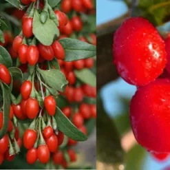 Goji Berry Plant - Lycium Barbarum - 1 Gallon Pot -Garden Supplies Sales 2024 Dynamite Goji Berry