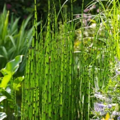 Horsetail Reed Grass - Equisetum Hyemale - 1 Gallon Pot -Garden Supplies Sales 2024 Equisetum Hymale 11