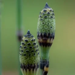 Horsetail Reed Grass - Equisetum Hyemale - 1 Gallon Pot -Garden Supplies Sales 2024 Equisetum Hymale 12