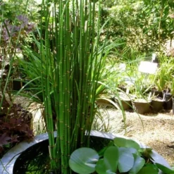 Horsetail Reed Grass - Equisetum Hyemale - 1 Gallon Pot -Garden Supplies Sales 2024 Equisetum Hymale 14