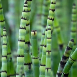 Horsetail Reed Grass - Equisetum Hyemale - 1 Gallon Pot -Garden Supplies Sales 2024 Equisetum Hymale 15