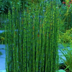 Horsetail Reed Grass - Equisetum Hyemale - 1 Gallon Pot -Garden Supplies Sales 2024 Equisetum Hymale 16