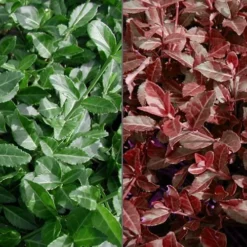 Purple Wintercreeper - Euonymus Fortunei Coloratus - 18 Count Flat Of Pint Pots -Garden Supplies Sales 2024 Euonymus Coloratus Purple Winter Creeper 50 1 5