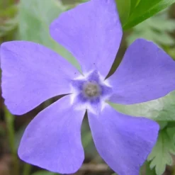Evergreen Periwinkle - Vinca Minor - 18 Count Flat Of Pint Pots -Garden Supplies Sales 2024 Evergreen Periwinkle Closeup