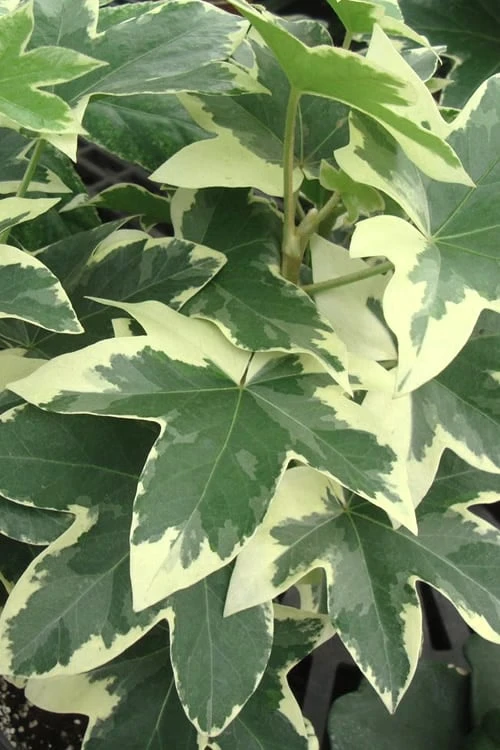 Angyo Star Fatshedera - 3 Gallon Pot 1 Angyo Star Fatshedera - 3 Gallon Pot