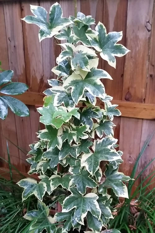 Angyo Star Fatshedera - 3 Gallon Pot 4 Angyo Star Fatshedera - 3 Gallon Pot - Image 4