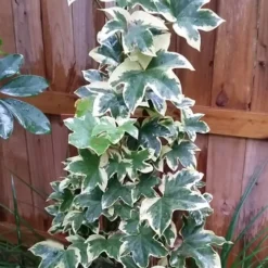 Angyo Star Fatshedera 1 Gallon Pot -Garden Supplies Sales 2024 Fatshedera Angyo Star 3