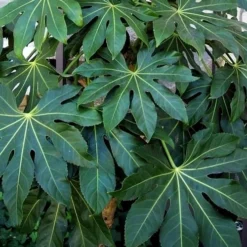 Fatsia Japonica - Japanese Aralia - Glossy Paper Plant - 5 Gallon Pot -Garden Supplies Sales 2024 Fatsia Japanese Aralia 1 3