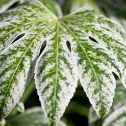 Spider's Web Fatsia - Japanese Aralia Paper Plant - 3 Gallon Pot 13 Spider's Web Fatsia - Japanese Aralia Paper Plant - 3 Gallon Pot -Garden Supplies Sales 2024 Fatsia Spider Web close Up 1