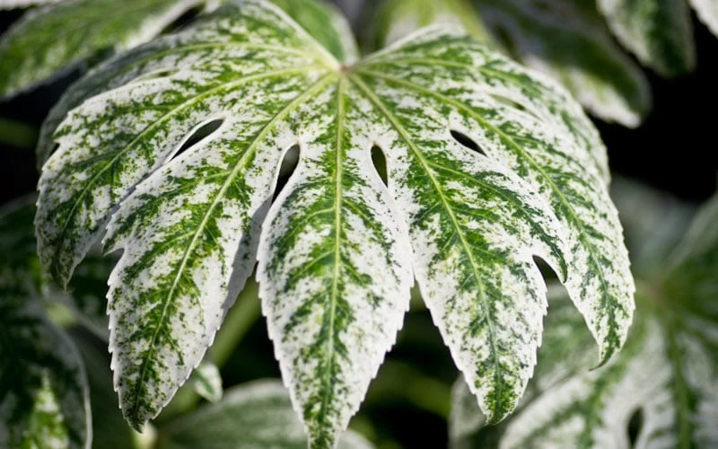 Spider's Web Fatsia - Japanese Aralia Paper Plant - 3 Gallon Pot 7 Spider's Web Fatsia - Japanese Aralia Paper Plant - 3 Gallon Pot - Image 7