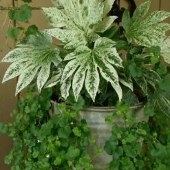 Spider's Web Fatsia - Japanese Aralia Paper Plant - 1 Gallon Pot -Garden Supplies Sales 2024 Fatsia Spiders Web 21 3