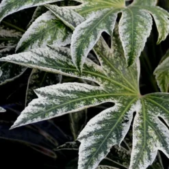 Spider's Web Fatsia - Japanese Aralia Paper Plant - 3 Gallon Pot 11 Spider's Web Fatsia - Japanese Aralia Paper Plant - 3 Gallon Pot -Garden Supplies Sales 2024 Fatsia Spiders Web 24 1