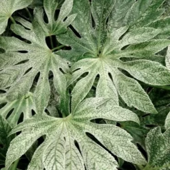 Spider's Web Fatsia - Japanese Aralia Paper Plant - 5 Gallon Pot -Garden Supplies Sales 2024 Fatsia Spiders Web 33 2