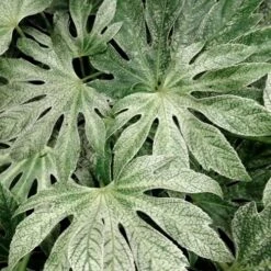 Spider's Web Fatsia - Japanese Aralia Paper Plant - 1 Gallon Pot -Garden Supplies Sales 2024 Fatsia Spiders Web 33 3