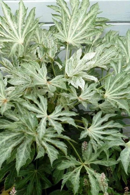 Spider's Web Fatsia - Japanese Aralia Paper Plant - 3 Gallon Pot 1 Spider's Web Fatsia - Japanese Aralia Paper Plant - 3 Gallon Pot