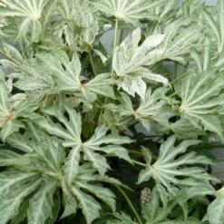 Spider's Web Fatsia - Japanese Aralia Paper Plant - 1 Gallon Pot