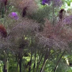 Bronze Fennel (Foeniculum Vulgare 'Purpureum') - 1 Gallon Pot -Garden Supplies Sales 2024 Fennel Bronze 1