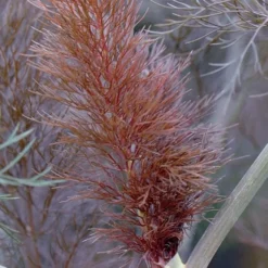 Bronze Fennel (Foeniculum Vulgare 'Purpureum') - 1 Gallon Pot -Garden Supplies Sales 2024 Fennel Bronze 2