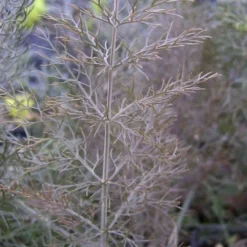 Bronze Fennel (Foeniculum Vulgare 'Purpureum') - 1 Gallon Pot -Garden Supplies Sales 2024 Fennel Bronze 3
