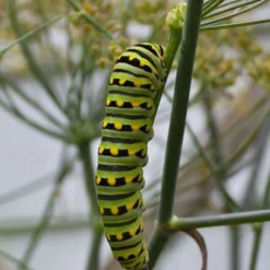 Bronze Fennel (Foeniculum Vulgare 'Purpureum') - 1 Gallon Pot -Garden Supplies Sales 2024 Fennel Bronze 4
