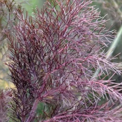 Bronze Fennel (Foeniculum Vulgare 'Purpureum') - 1 Gallon Pot -Garden Supplies Sales 2024 Fennel Bronze 7