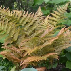 Autumn Fern - Dryopteris Erythrosora - 6 Pack Of 1 Gallon Pots 10 Autumn Fern - Dryopteris Erythrosora - 6 Pack Of 1 Gallon Pots -Garden Supplies Sales 2024 Fern Autumn 1 2