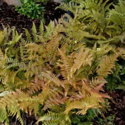 Autumn Fern - Dryopteris Erythrosora - 1 Gallon Pot -Garden Supplies Sales 2024 Fern Autumn 2 3