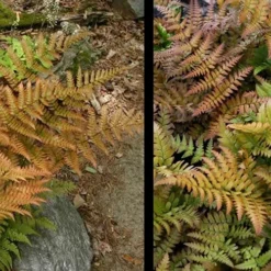 Autumn Fern (Dryopteris Erythrosora) - 5 Pack Of Quart Pots -Garden Supplies Sales 2024 Fern Autumn 4