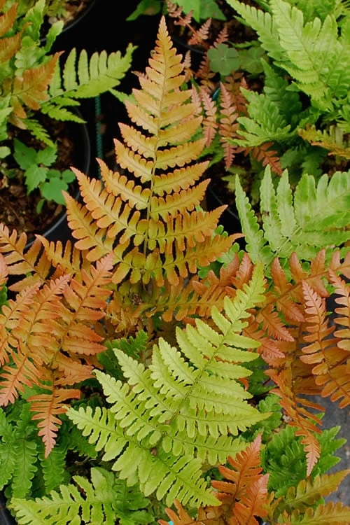 Autumn Fern (Dryopteris Erythrosora) - 5 Pack Of Quart Pots -Garden Supplies Sales 2024 Fern Autumn 500x750 1