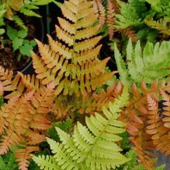 Autumn Fern - Dryopteris Erythrosora - 1 Gallon Pot