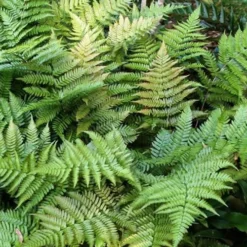 Autumn Fern - Dryopteris Erythrosora - 1 Gallon Pot -Garden Supplies Sales 2024 Fern Autumn Summer 3
