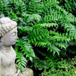 Japanese Holly Fern - Cyrtomium Falcatum 'Rochfordianum' - 2.5 Quart Pot