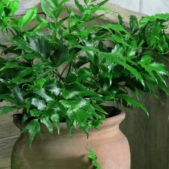 Japanese Holly Fern - Cyrtomium Falcatum 'Rochfordianum' - 2.5 Quart Pot 9 Japanese Holly Fern - Cyrtomium Falcatum 'Rochfordianum' - 2.5 Quart Pot -Garden Supplies Sales 2024 Fern Japanese Holly 8
