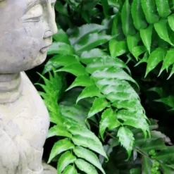 Japanese Holly Fern - Cyrtomium Falcatum 'Rochfordianum' - 2.5 Quart Pot 10 Japanese Holly Fern - Cyrtomium Falcatum 'Rochfordianum' - 2.5 Quart Pot -Garden Supplies Sales 2024 Fern Japanese Holly 9