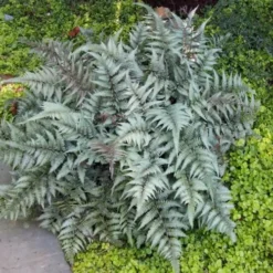 Japanese Painted Fern - 5 Pack Of Quart Pots -Garden Supplies Sales 2024 Fern Japanese Painted 13