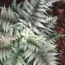 Japanese Painted Fern - 5 Pack Of Quart Pots -Garden Supplies Sales 2024 Fern Japanese Painted 15