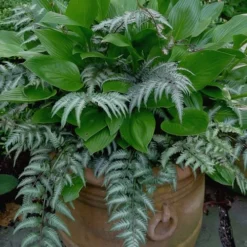 Japanese Painted Fern - 5 Pack Of Quart Pots -Garden Supplies Sales 2024 Fern Japanese Painted 19