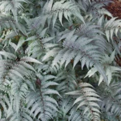 Japanese Painted Fern - 6 Pack Of 1 Gallon Pots -Garden Supplies Sales 2024 Fern Japanese Painted 500x750 4