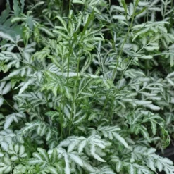 Silver Lace Fern - 5 Pack Of Quart Pots -Garden Supplies Sales 2024 Fern Silver Lace 5