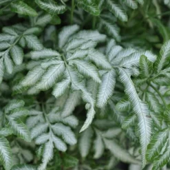 Silver Lace Fern - 5 Pack Of Quart Pots -Garden Supplies Sales 2024 Fern Silver Lace Closeup