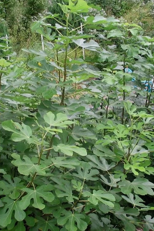 Black Mission Fig Tree - 6 Pack Of 1 Gallon Pots 4 Black Mission Fig Tree - 6 Pack Of 1 Gallon Pots - Image 4