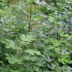 Black Mission Fig Tree - 1 Gallon Pot -Garden Supplies Sales 2024 Fig Black Mission 5