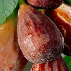 Brown Turkey Fig Tree - 1 Gallon Pot -Garden Supplies Sales 2024 Fig Brown Turkey 20 2